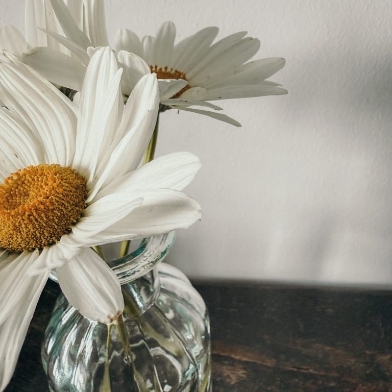 daisy in a jar Three white daisies in a glass vase on a wooden surface.
