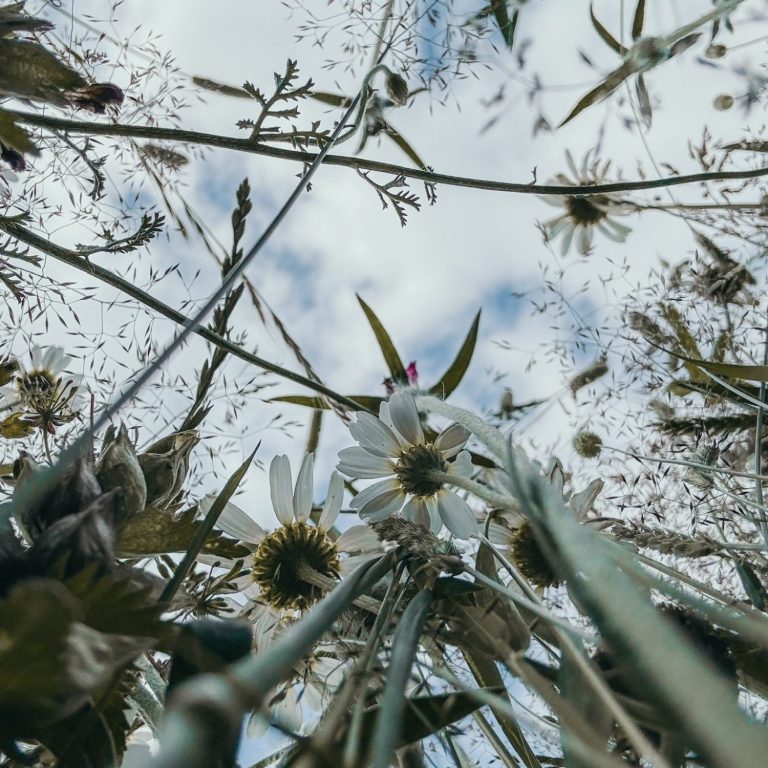 daisy against the sky View of daisies and tall grass against a cloudy sky from a low angle.