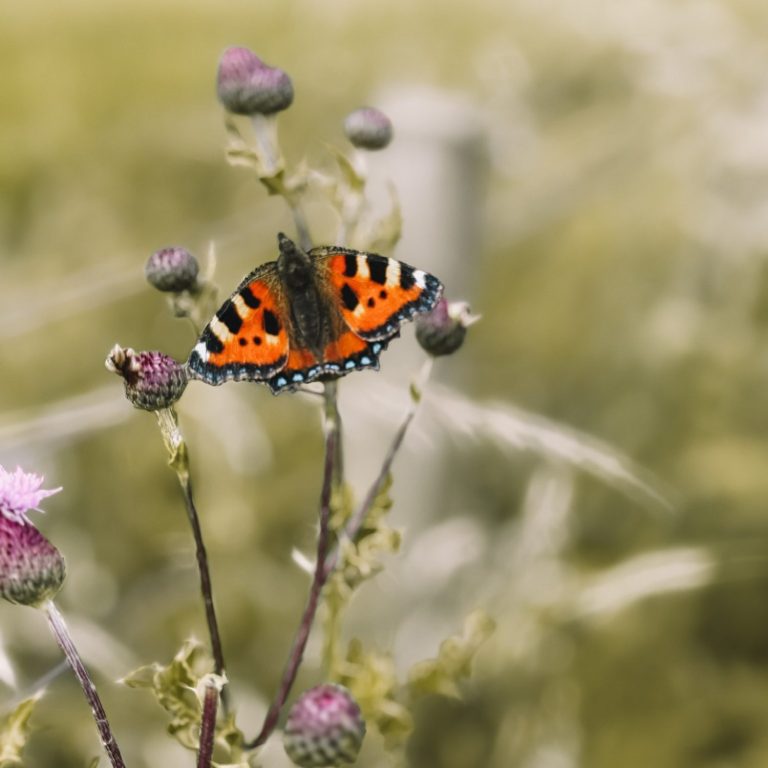 Butterfly on a flower A vibrant orange and black butterfly perched on thistle flowers in a natural setting.